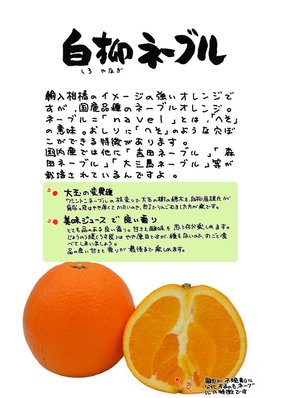 白柳ネーブル｜心にチクっとささるワードで作る「ちくわPOP（ちくわぽっぷ）」｜農産物直売所やスーパーの青果売り場の活性化に！農に特化したPOPが無料!!