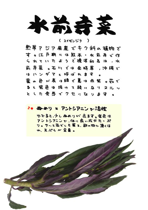 水前寺菜　水前寺草｜心にチクっとささるワードで作る「ちくわPOP（ちくわぽっぷ）」｜農産物直売所やスーパーの青果売り場の活性化に！農に特化したPOPが無料!!
