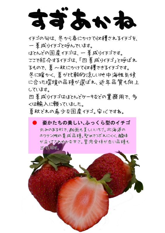 すずあかね　四季成りイチゴsuzuakane｜心にチクっとささるワードで作る「ちくわPOP（ちくわぽっぷ）」｜農産物直売所やスーパーの青果売り場の活性化に！農に特化したPOPが無料!!