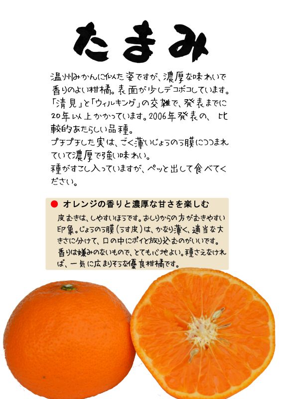 たまみ　柑橘　TX｜心にチクっとささるワードで作る「ちくわPOP（ちくわぽっぷ）」｜農産物直売所やスーパーの青果売り場の活性化に！農に特化したPOPが無料!!