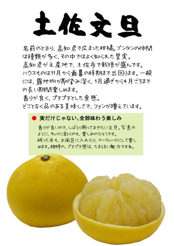 土佐文旦　ブンタン　TX｜心にチクっとささるワードで作る「ちくわPOP（ちくわぽっぷ）」｜農産物直売所やスーパーの青果売り場の活性化に！農に特化したPOPが無料!!