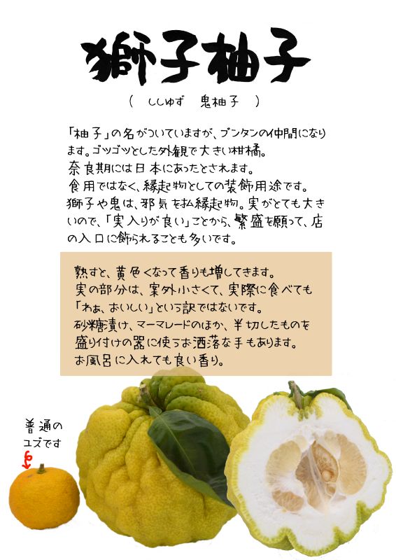 獅子柚子　ししゆず　おにゆず　TX｜心にチクっとささるワードで作る「ちくわPOP（ちくわぽっぷ）」｜農産物直売所やスーパーの青果売り場の活性化に！農に特化したPOPが無料!!