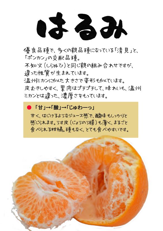 はるみ　柑橘001TX｜心にチクっとささるワードで作る「ちくわPOP（ちくわぽっぷ）」｜農産物直売所やスーパーの青果売り場の活性化に！農に特化したPOPが無料!!