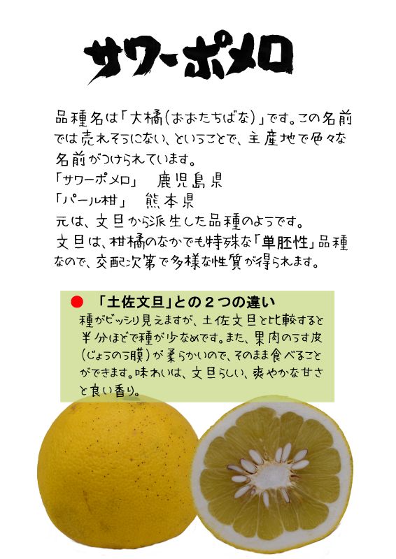 サワーポメロ　大橘　tx｜心にチクっとささるワードで作る「ちくわPOP（ちくわぽっぷ）」｜農産物直売所やスーパーの青果売り場の活性化に！農に特化したPOPが無料!!