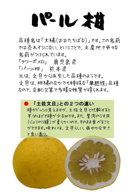 パール柑　大橘　ｔｘ｜心にチクっとささるワードで作る「ちくわPOP（ちくわぽっぷ）」｜農産物直売所やスーパーの青果売り場の活性化に！農に特化したPOPが無料!!