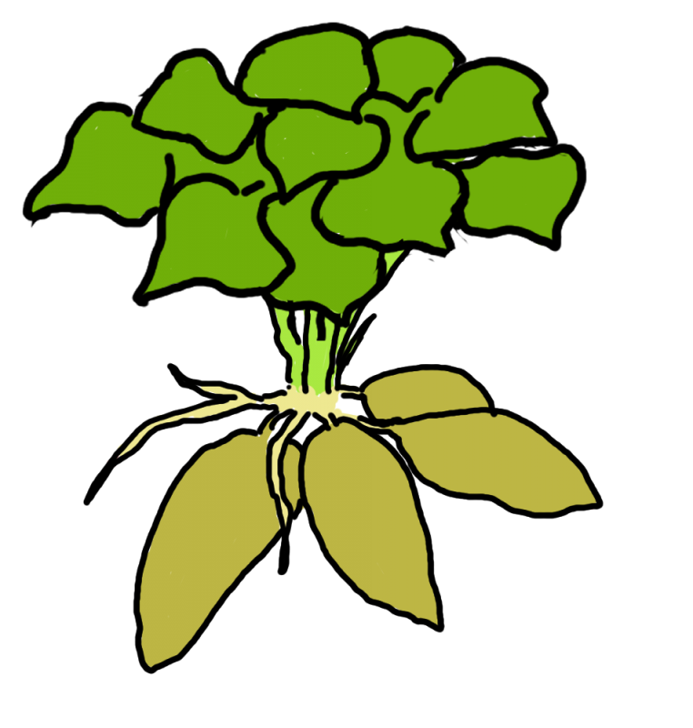 芋いもヤーコンイラスト　｜心にチクっとささるワードで作る「ちくわPOP（ちくわぽっぷ）」｜農産物直売所やスーパーの青果売り場の活性化に！農に特化したPOPが無料!!